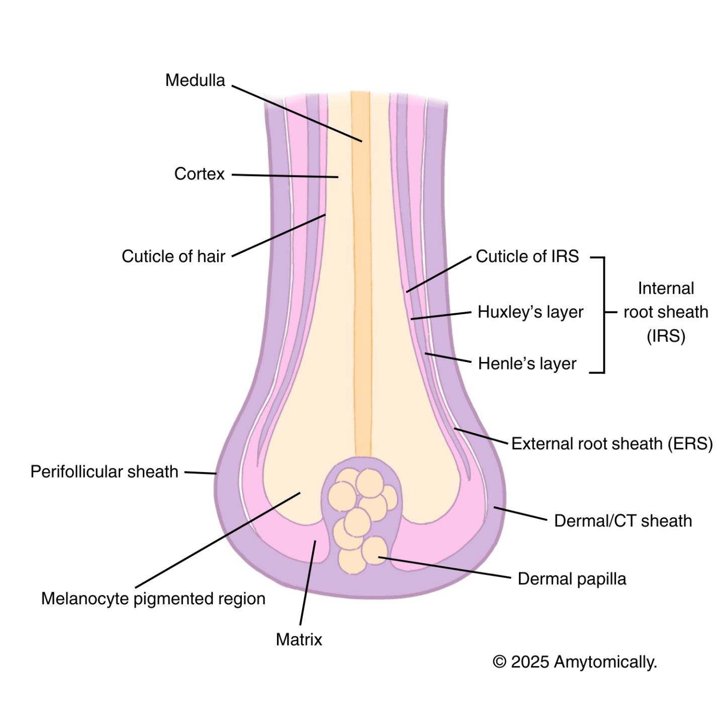 Internal Rooth Sheath Hair Follicles – Amytomically