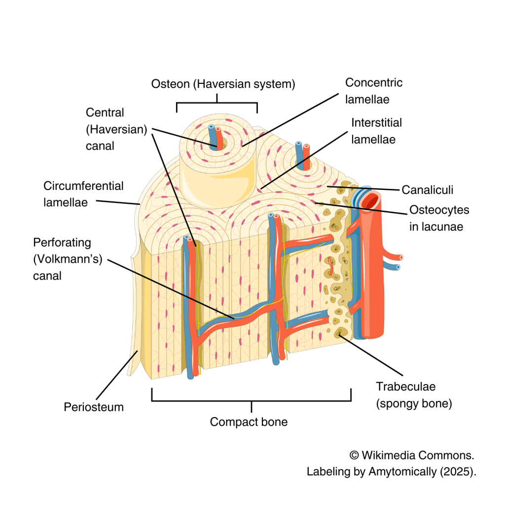 Bone Composition and Organization