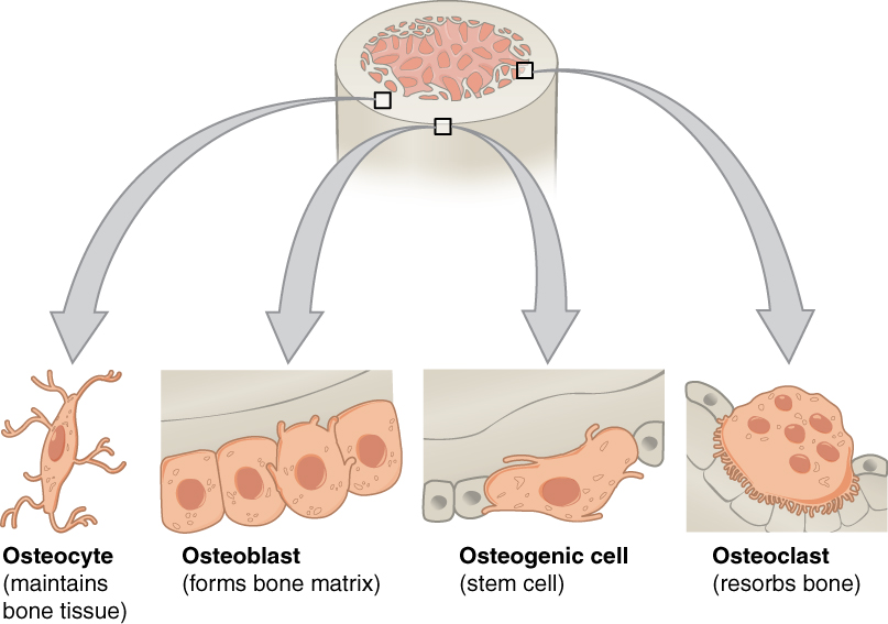 Bone Cells and Remodeling