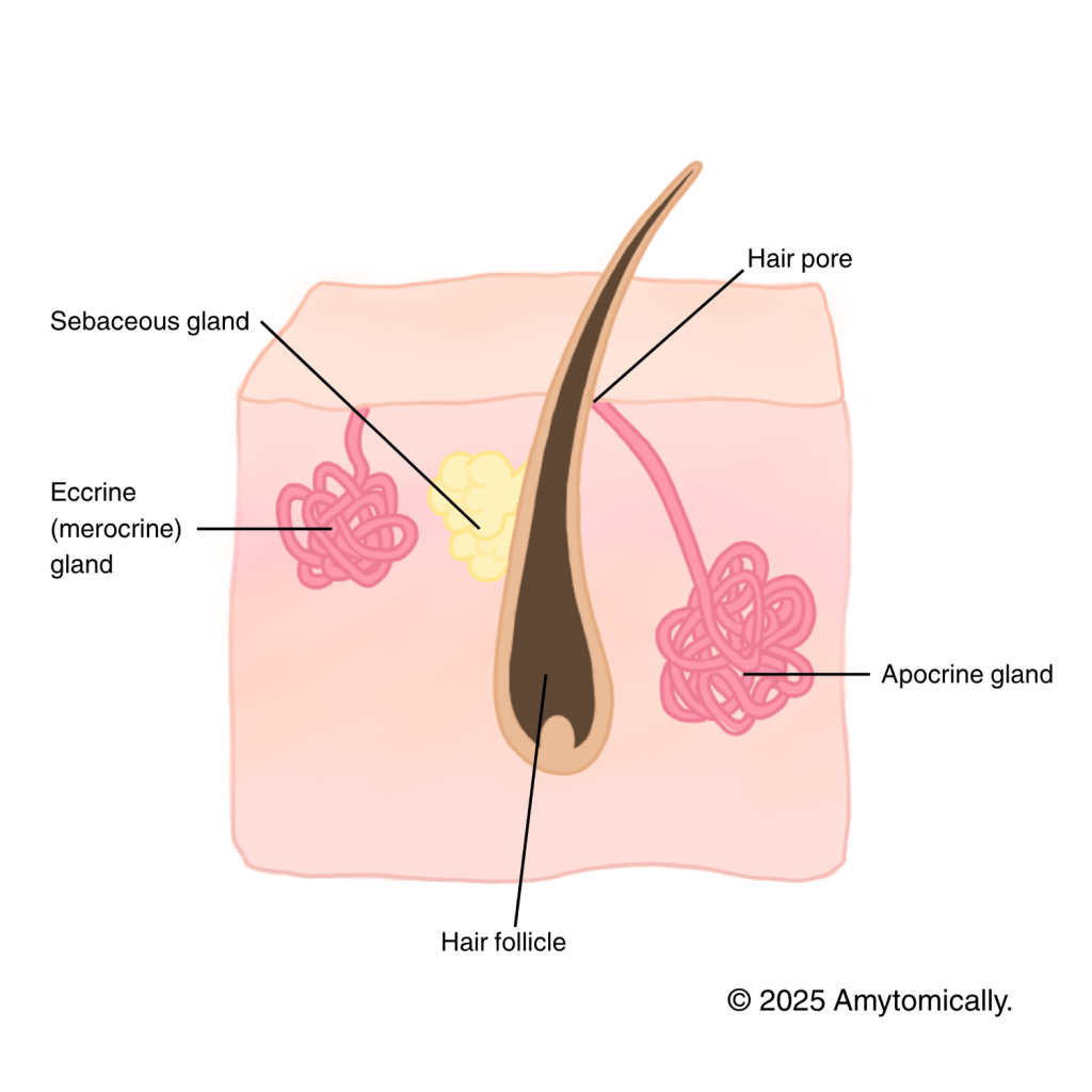 Integumentary Glands