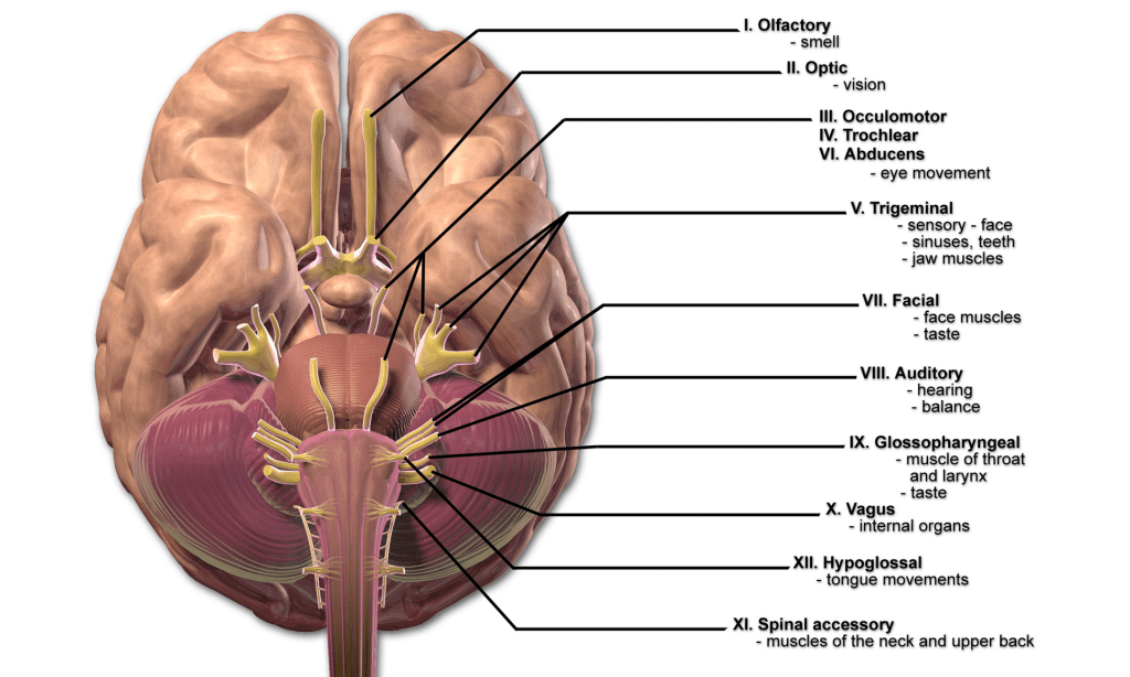 Cranial Nerves