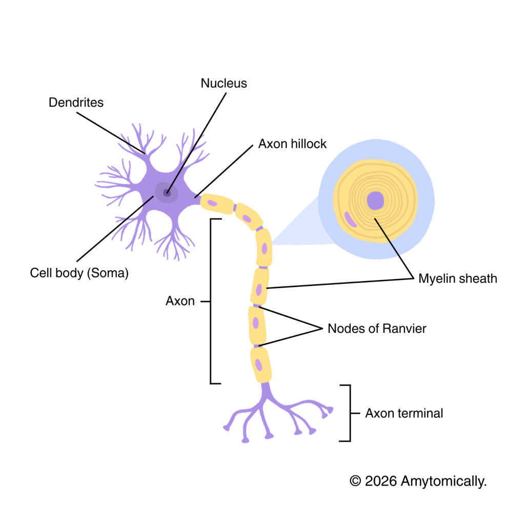 Neurons